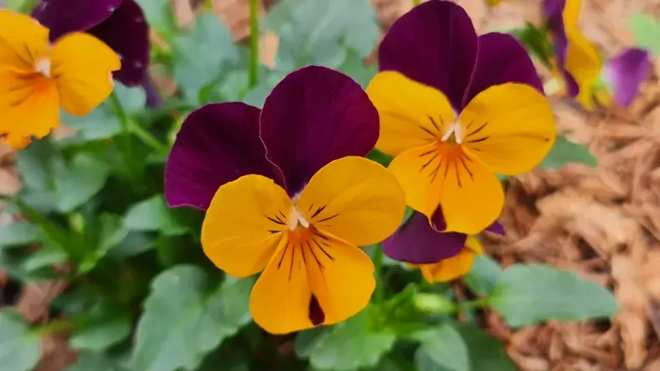 Violka rohatá (Viola cornuta)