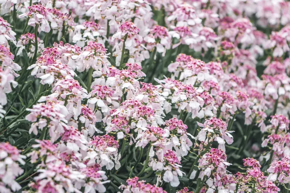 Iberka vždyzelená (Iberis sempervirens) 