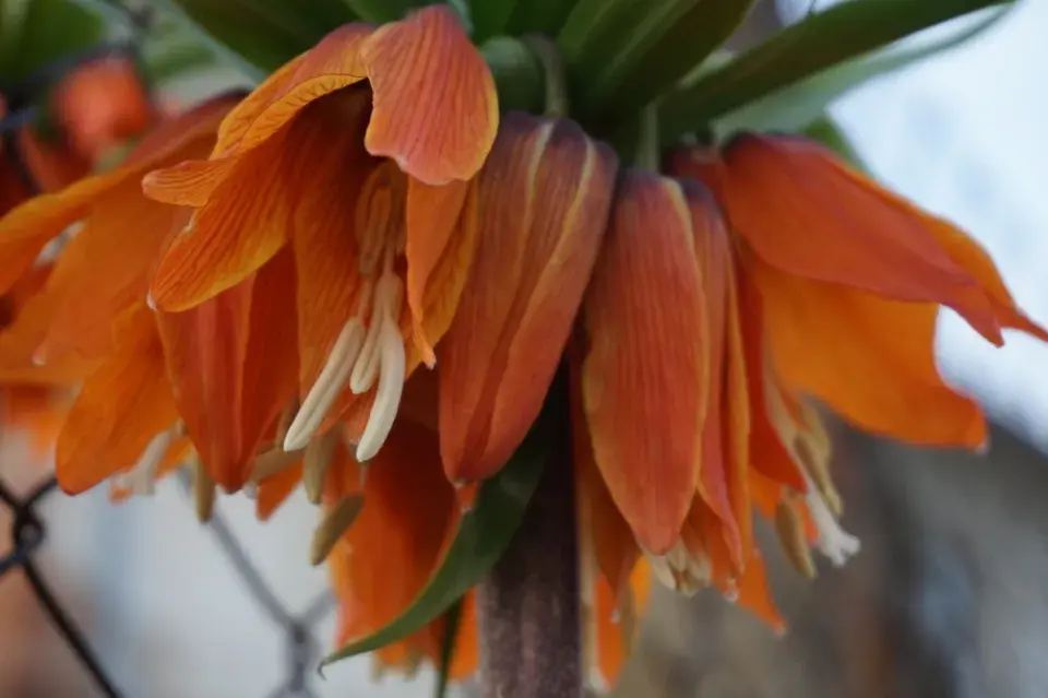 Řebčík královský (Fritillaria imperialis)