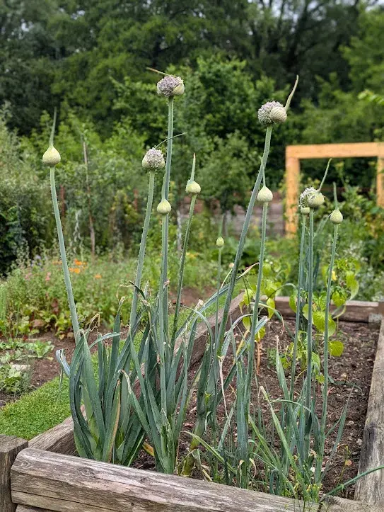 Prvorepubliková zahrada