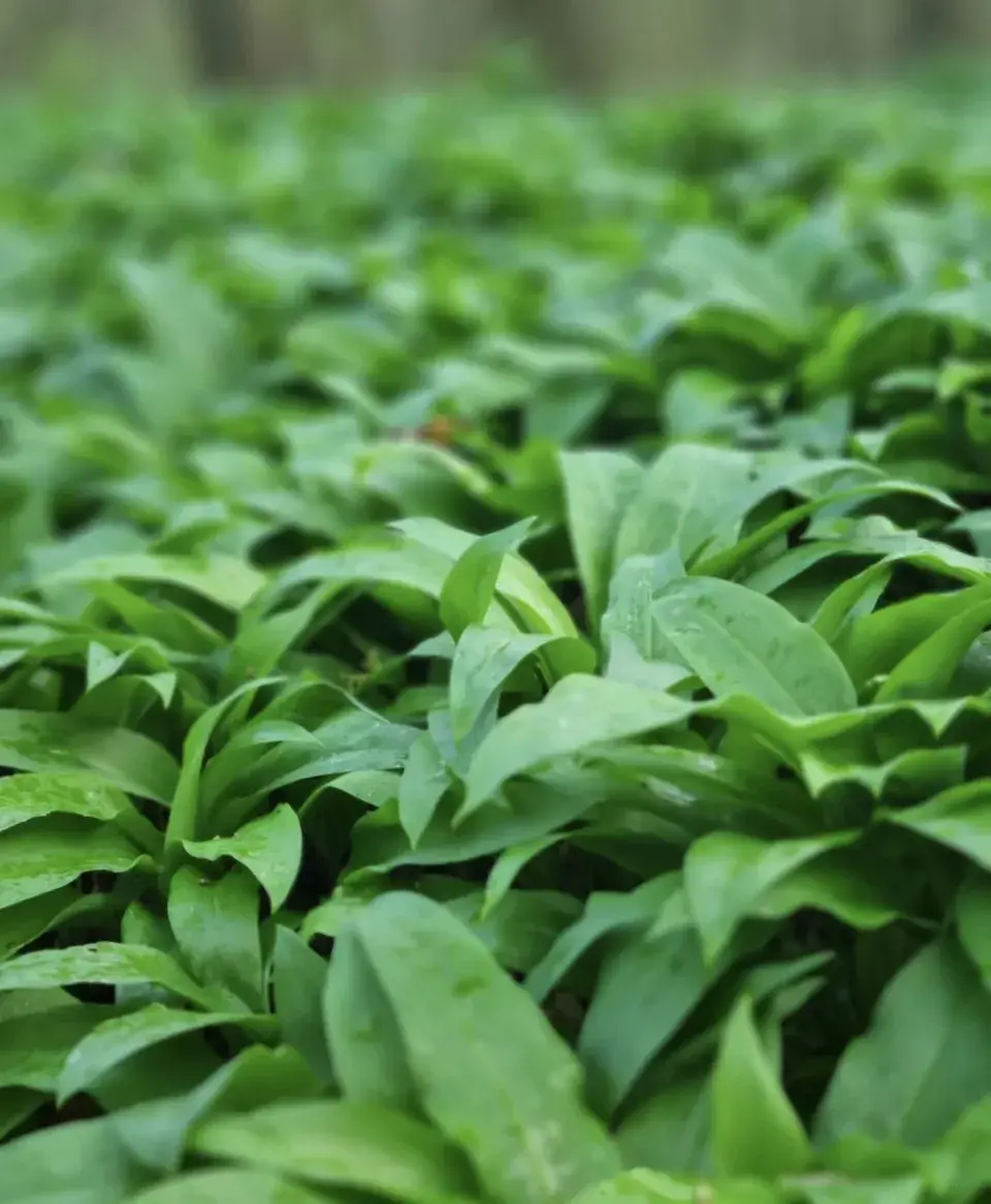 Česnek medvědí (Allium ursinum)