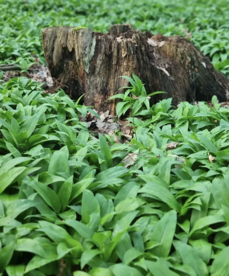 Česnek medvědí (Allium ursinum)