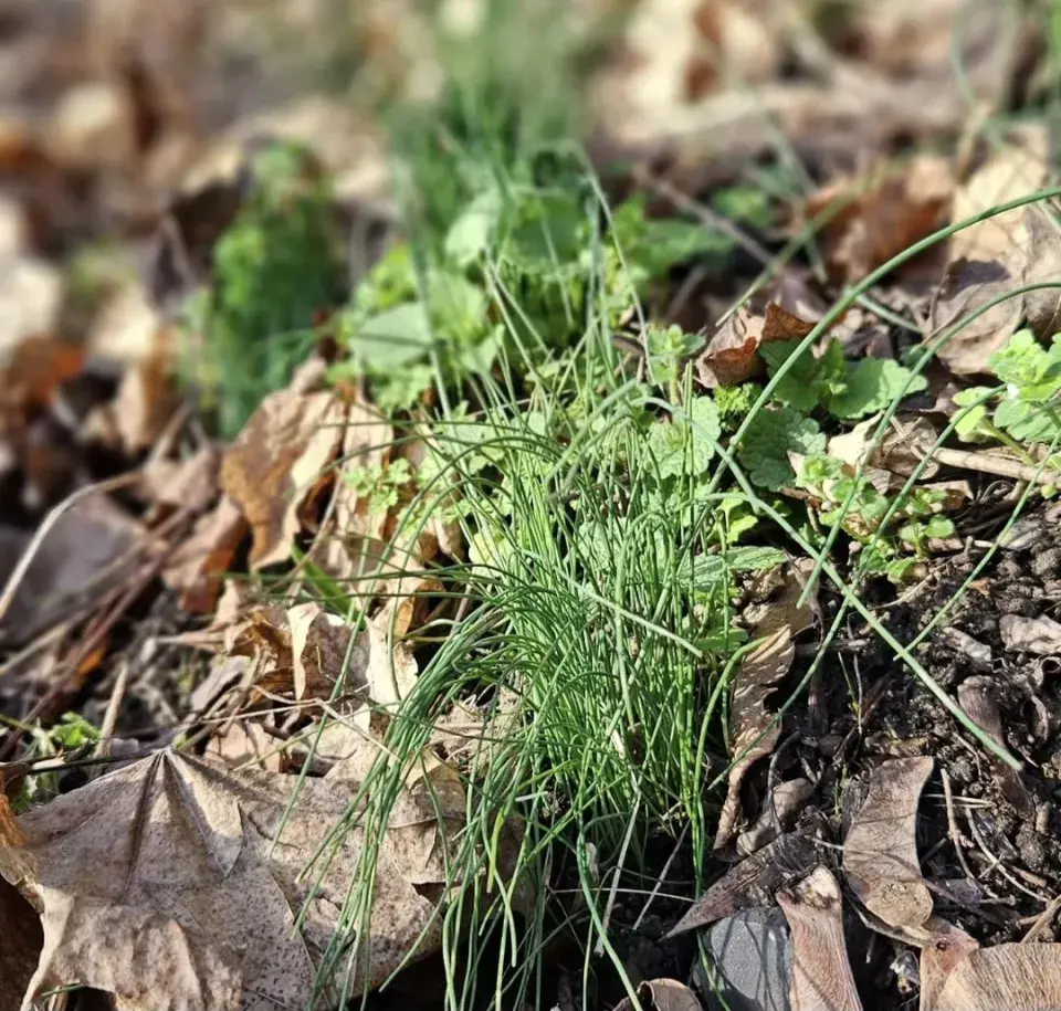 Česnek viničný (Allium vineale) 