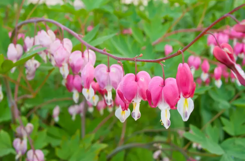Srdcovka nádherná (Lamprocapnos spectabilis, dříve Dicentra spectabilis)
