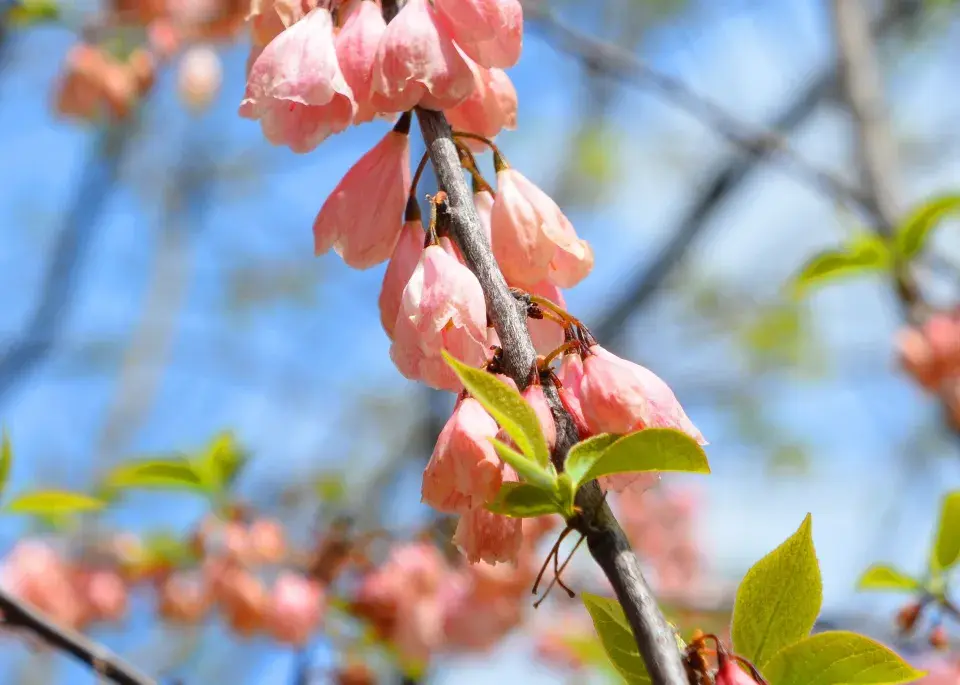Halézie karolínská (Halesia carolina)