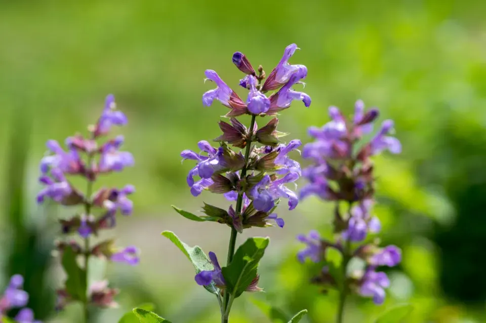 Šalvěj lékařská (Salvia officinalis)