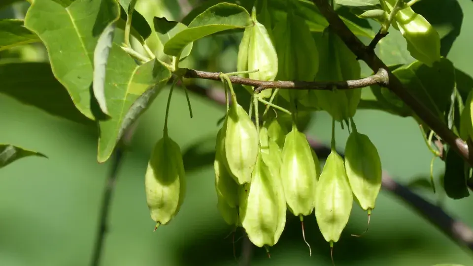 Halézie karolínská (Halesia carolina)