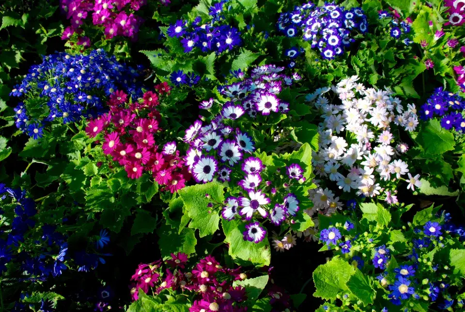 Cinerárie (Cineraria cruentus či Senecio hybridus) 