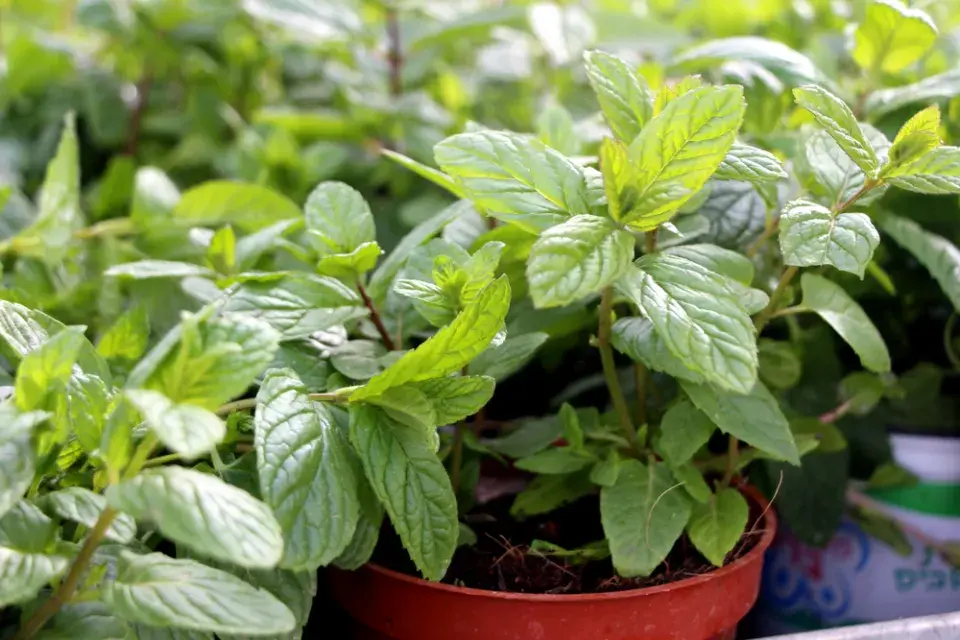 Máta peprná (Mentha × piperita)