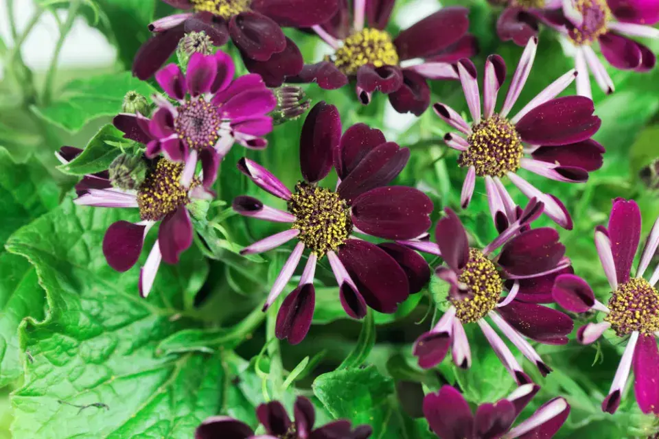 Cinerárie (Cineraria cruentus či Senecio hybridus) 