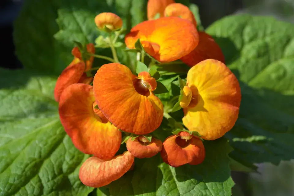 Pantoflíček (Calceolaria herbeohybrida)