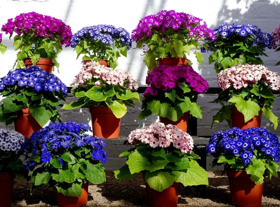 Cinerárie (Cineraria cruentus či Senecio hybridus) 