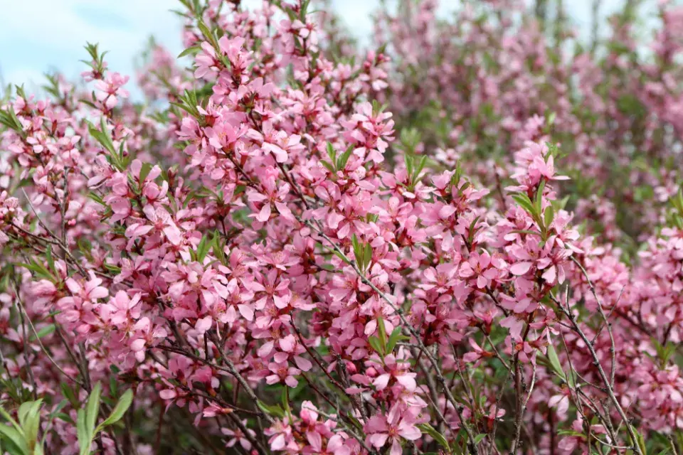 Mandloň nízká (Prunus tenella)