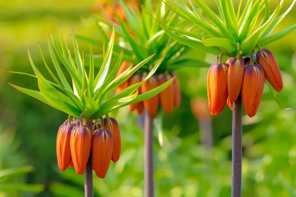Řebčík královský (Fritillaria imperialis)