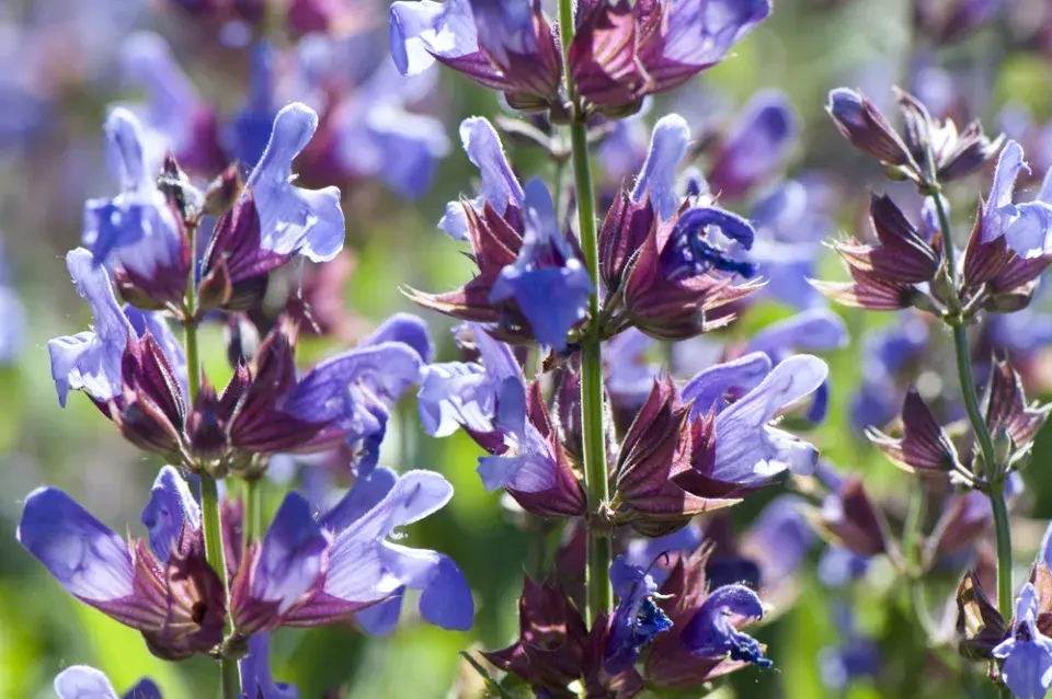 Šalvěj lékařská (Salvia officinalis)