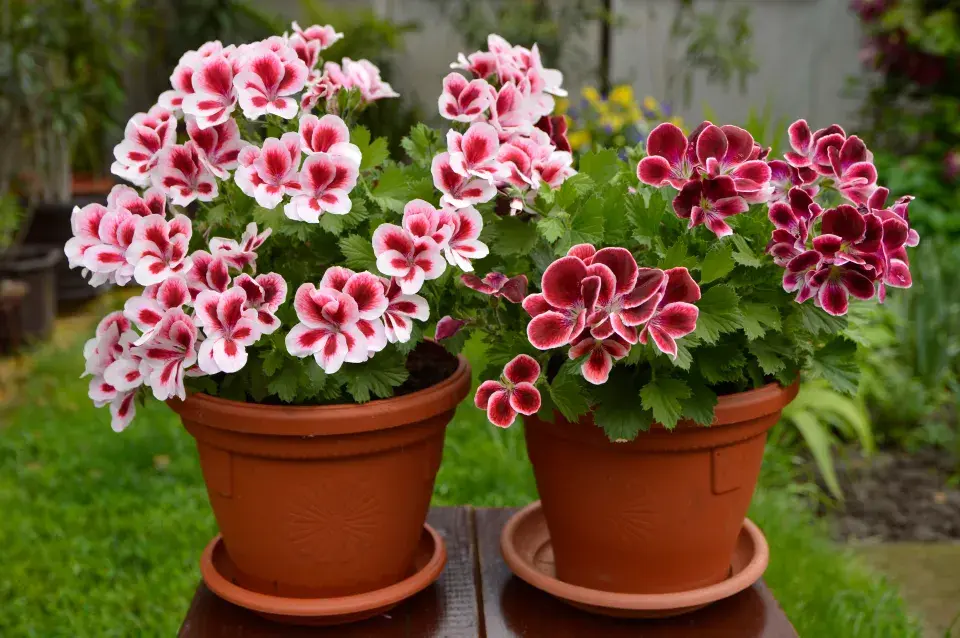 velkokvěté muškáty