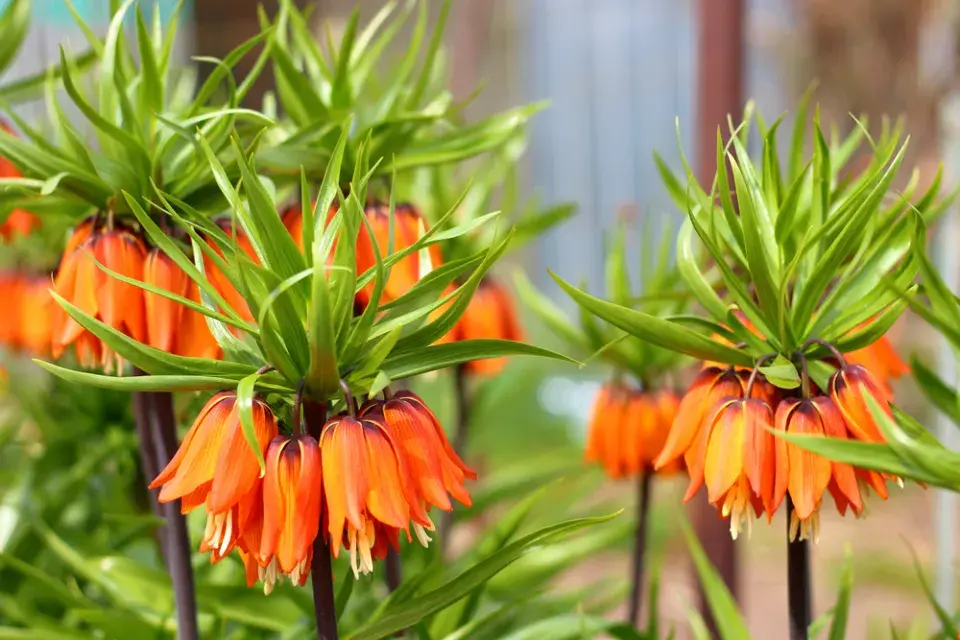 Řebčík královský (Fritillaria imperialis)