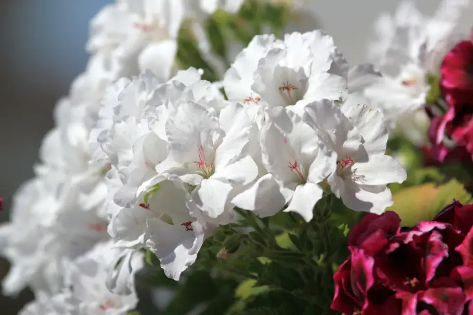 Anglický muškát neboli muškát královský (Pelargonium grandiflorum)