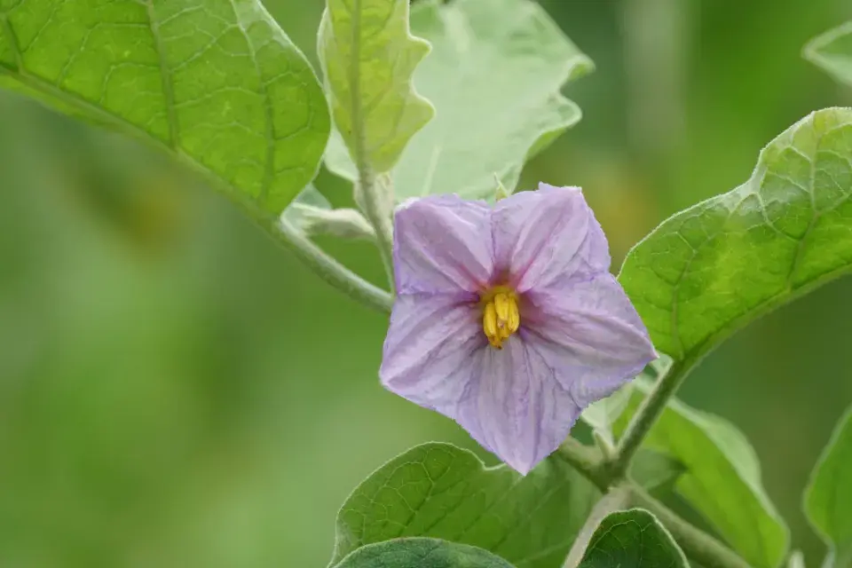 Lilek vejcoplodý neboli baklažán (Solanum melongena) 