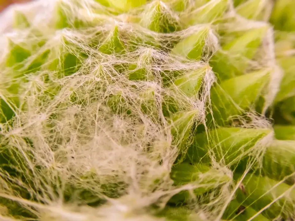 netřesk pavučinovitý