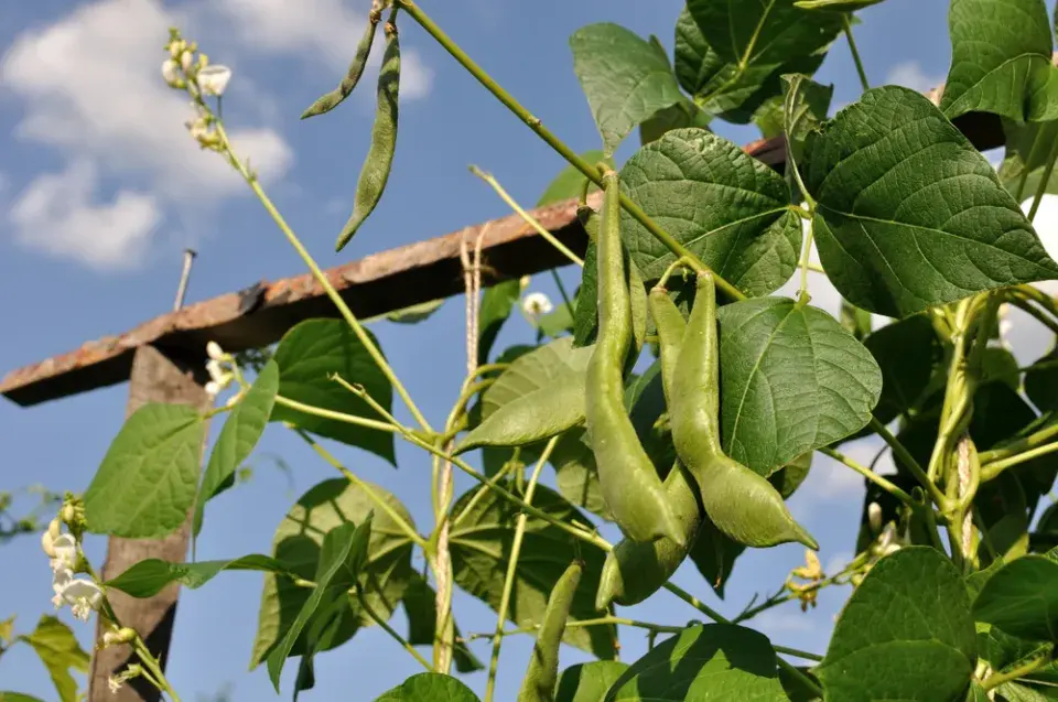 Fazol obecný (Phaseolus vulgaris)