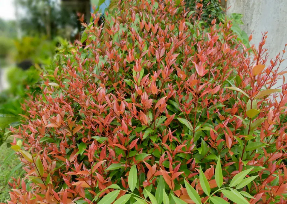 Nandina domácí neboli nebeský bambus