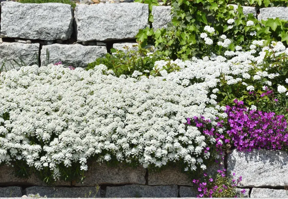 Iberka vždyzelená (Iberis sempervirens) 