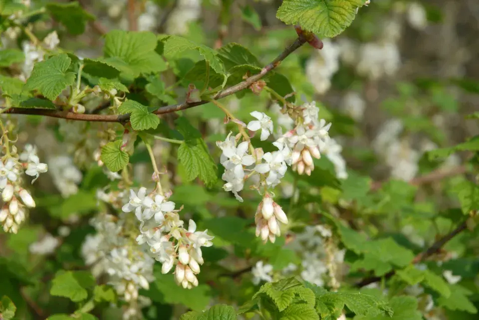 Meruzalka krvavá (Ribes sanguineum)