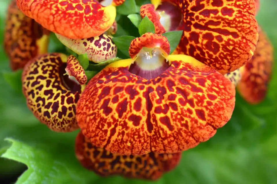 Pantoflíček (Calceolaria herbeohybrida)