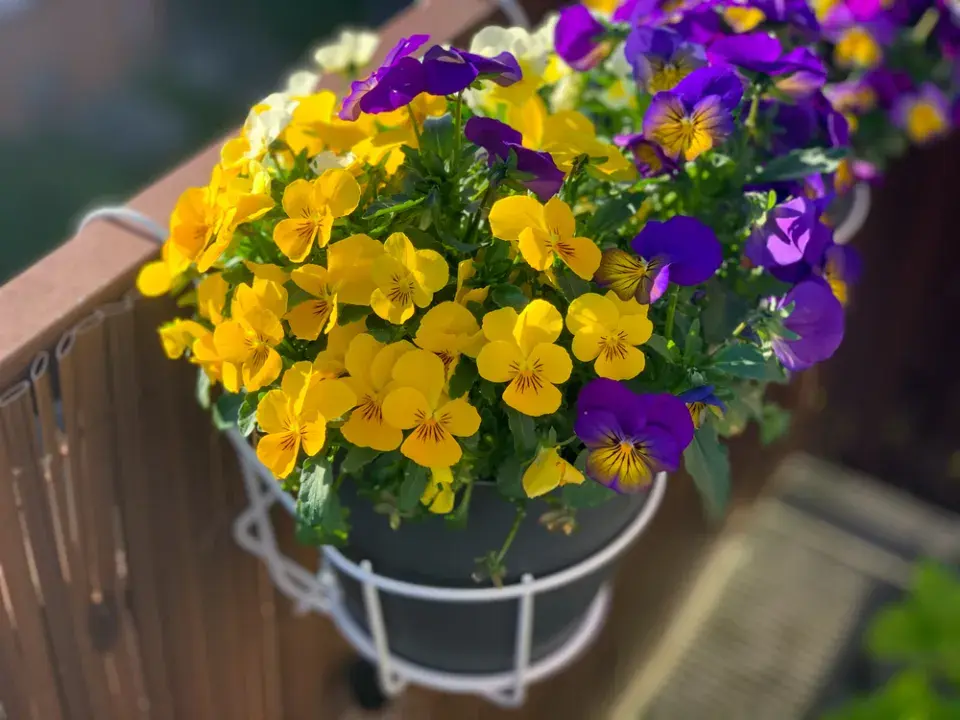 Violka rohatá (Viola cornuta)