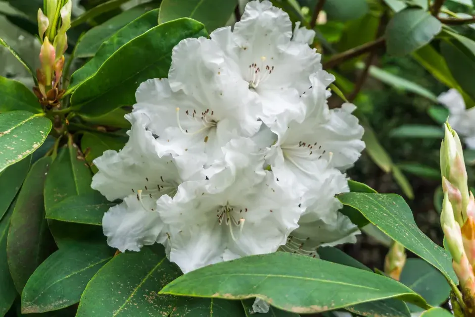 Rododendron ´White Flamingo´