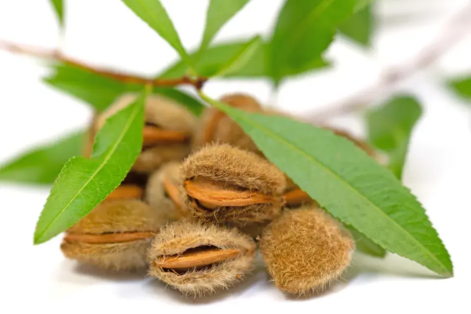 Mandloň nízká (Prunus tenella)