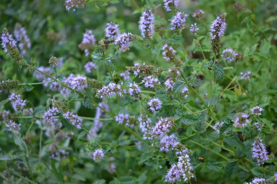 Máta peprná (Mentha × piperita)