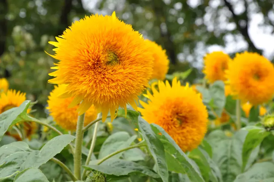Slunečníce roční (Helianthus annus)