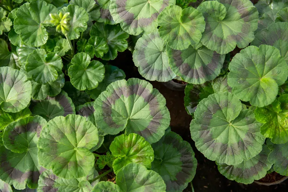 vzpřímené muškáty neboli zonálky