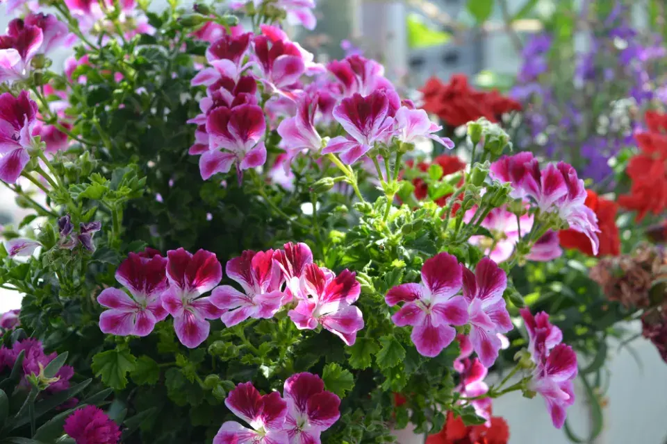Anglický muškát neboli muškát královský (Pelargonium grandiflorum)