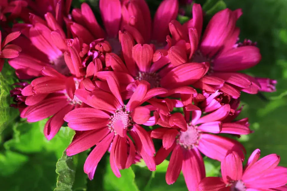 Cinerárie (Cineraria cruentus či Senecio hybridus) 