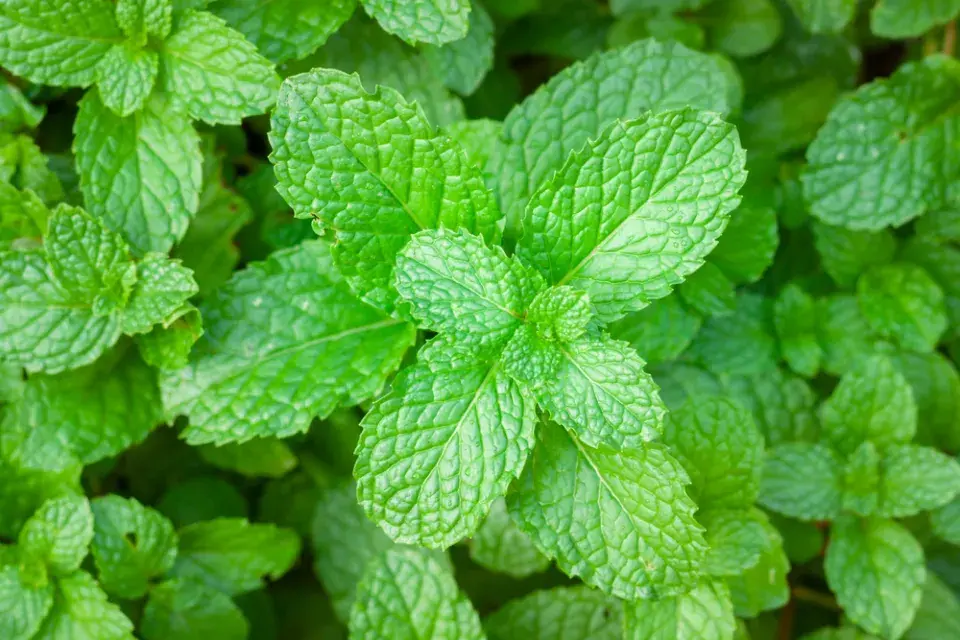 Máta peprná (Mentha × piperita)