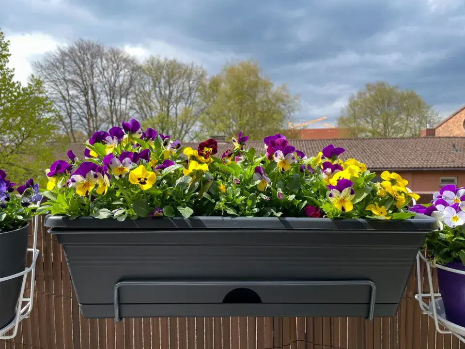 Violka rohatá (Viola cornuta)