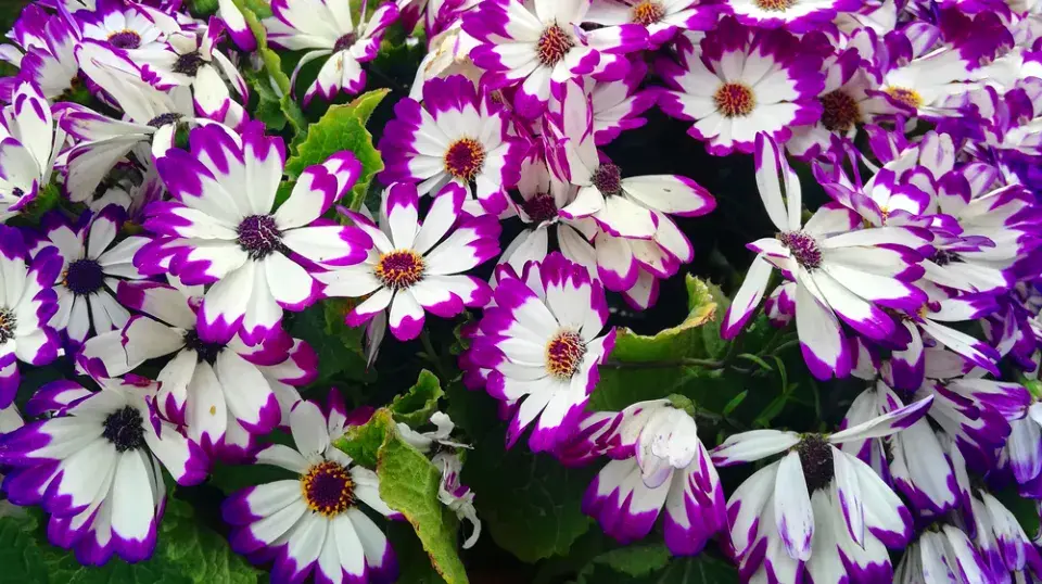 Cinerárie (Cineraria cruentus či Senecio hybridus) 