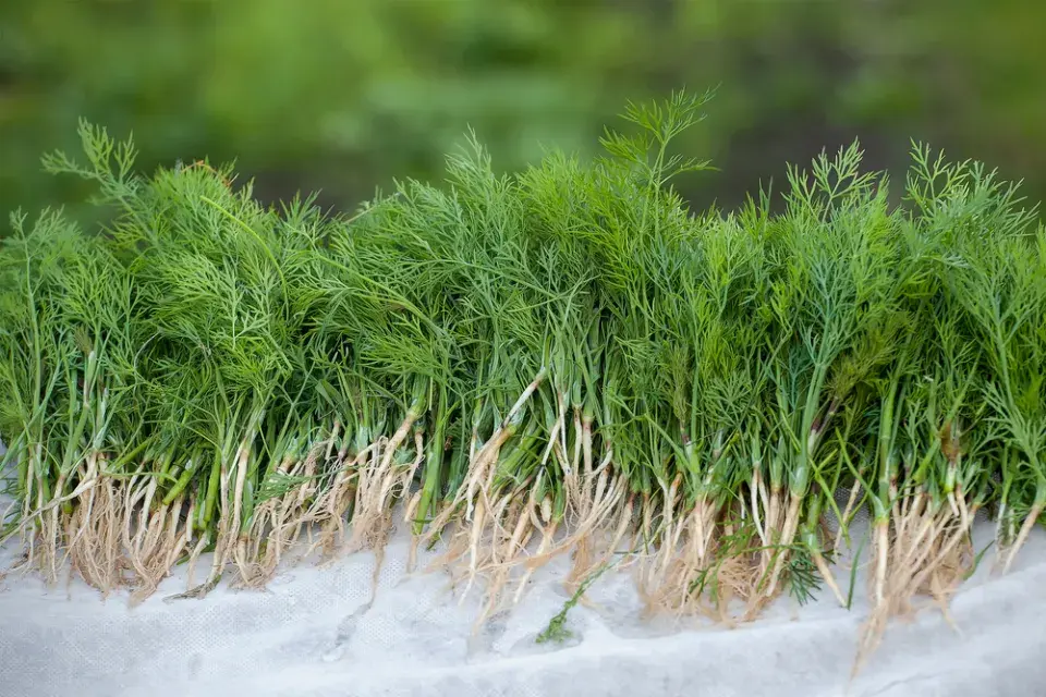 Kopr vonný (Anethum graveolens)
