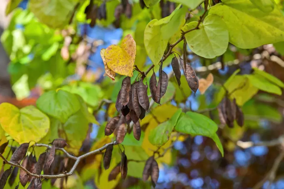 Zmarlika čínská (Cercis chinensis)