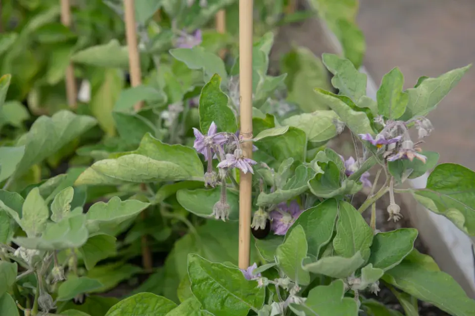 Lilek vejcoplodý neboli baklažán (Solanum melongena) 