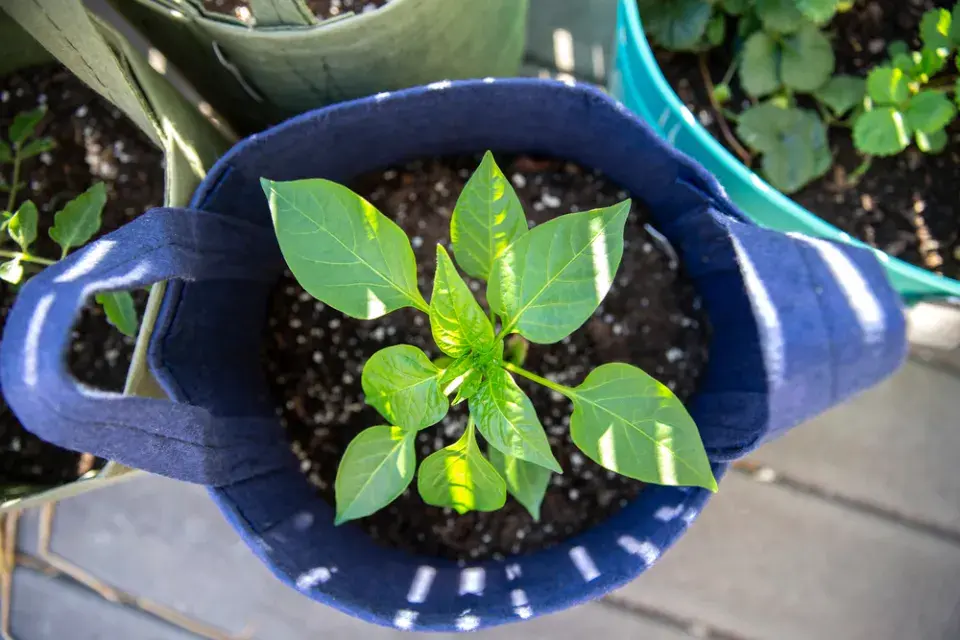 Pěstovat se dá i v tašce 