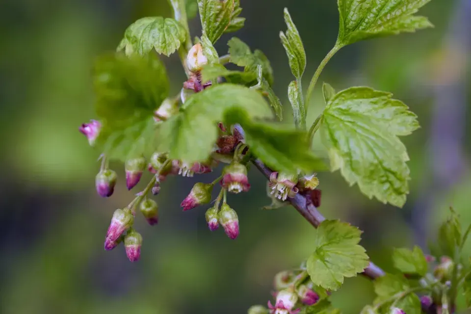 Meruzalka krvavá (Ribes sanguineum)