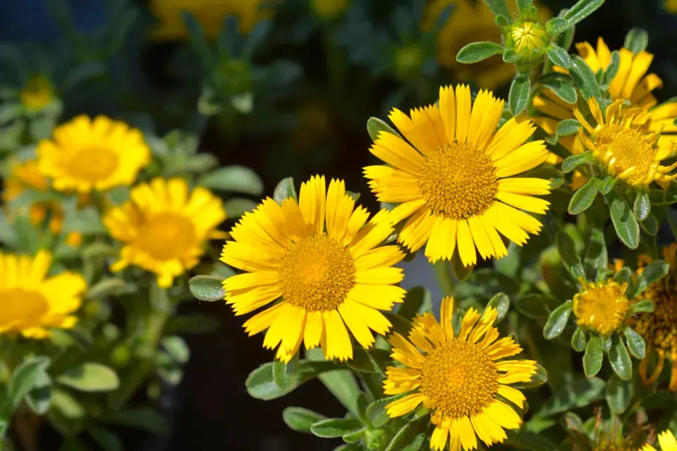 hvězdička přímořská