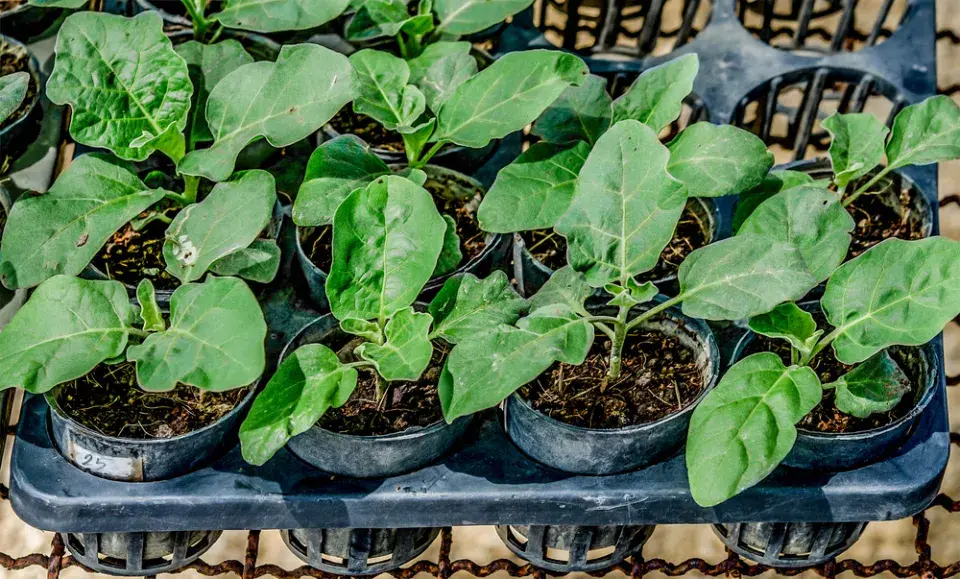 Lilek vejcoplodý neboli baklažán (Solanum melongena) 
