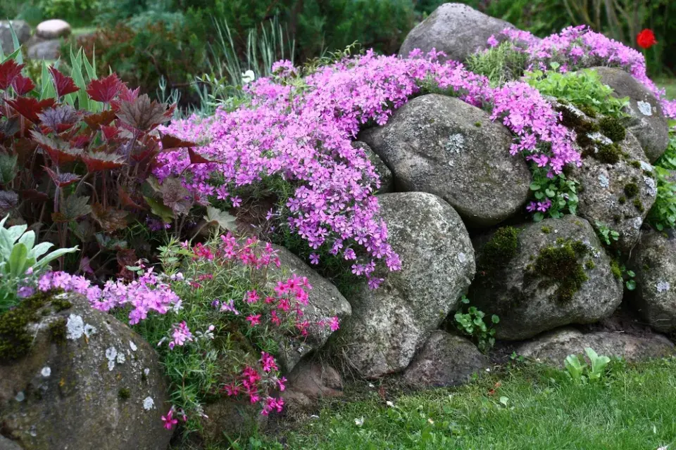 Plamenka šídlovitá (Phlox subulata) 