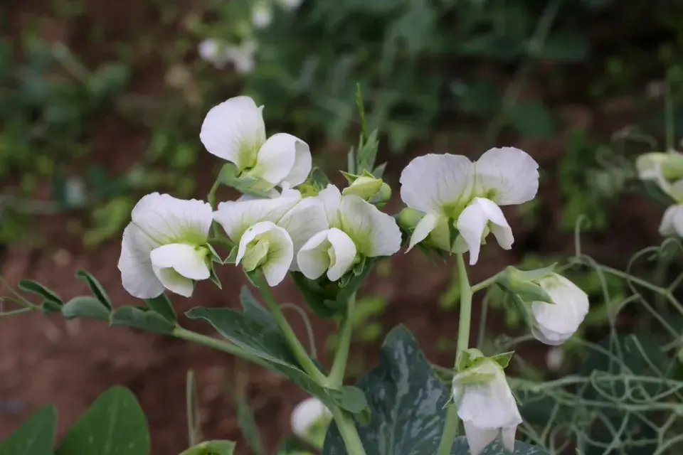 Hrách setý (Pisum sativum) 