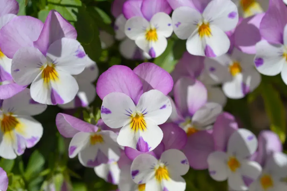 Violka rohatá (Viola cornuta)